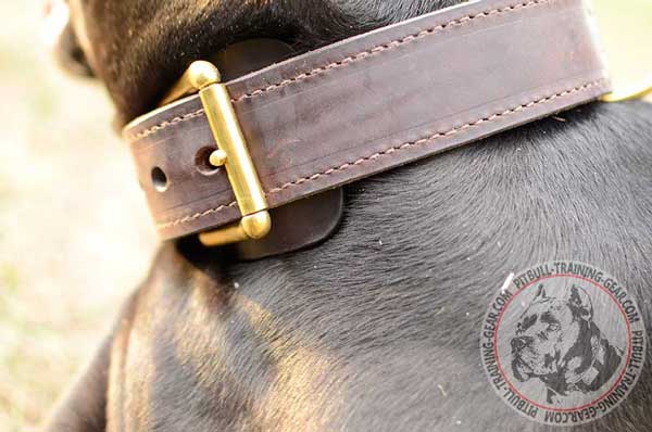Gold-Like Brass Buckle for Proper Adjustment of Leather Dog Collar