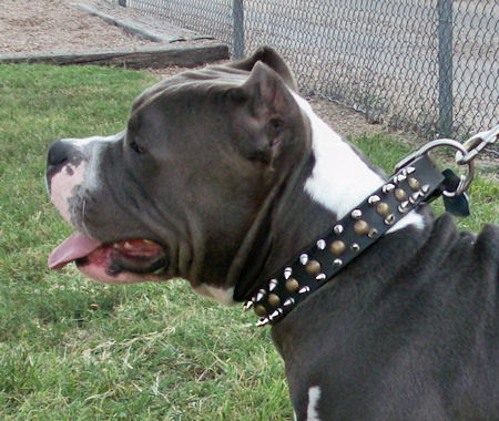 Leather Dog Collar for Pit Bull with Nickel-Plated Spikes and Brass ... Leather Dog Collar for Pit Bull with Nickel-Plated Spikes and Brass ...