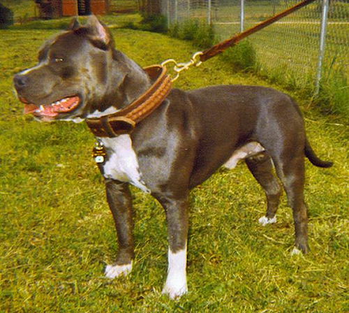 Adjustable Leather Pit Bull Collar Decorated with Hand Made Braids Adjustable Leather Pit Bull Collar Decorated with Hand Made Braids