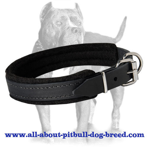 Training Collar For Pitbull