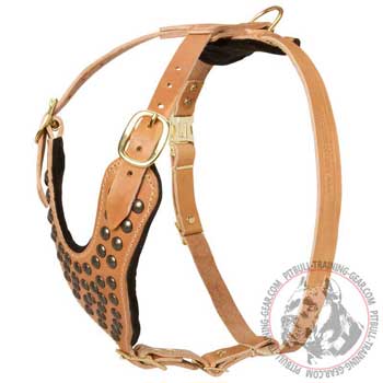 Studded Leather Pit Bull Harness fitted with Brass Hardware