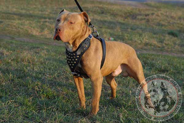 Studded Leather Harness for Pit Bull Walking