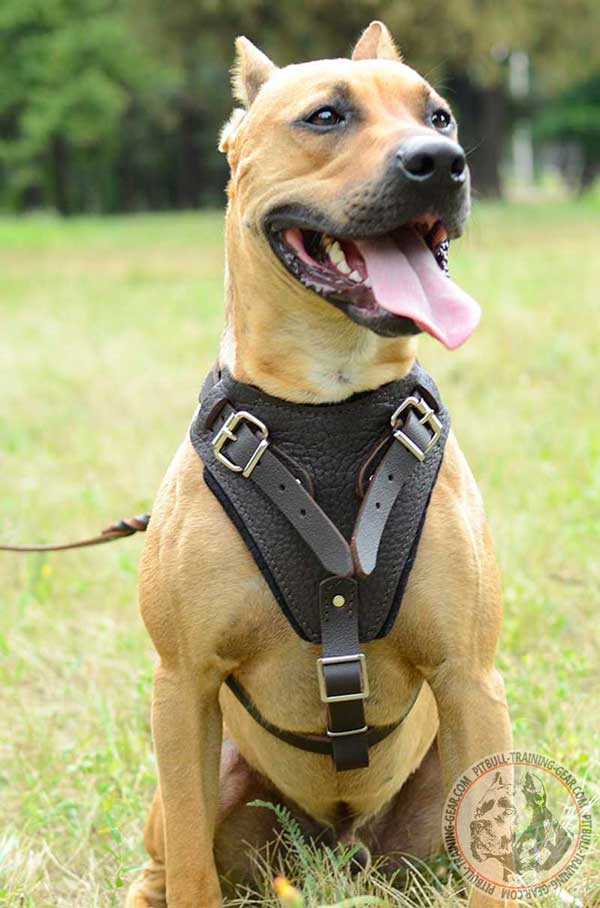 Get Attack/Agitation Leather Pitbull Harness Training Dog Gear