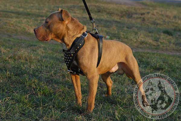 Studded Leather Pitbull Harness with Adjustable Straps