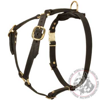 Pitbull Harness Leather with Brass Hardware for Tracking