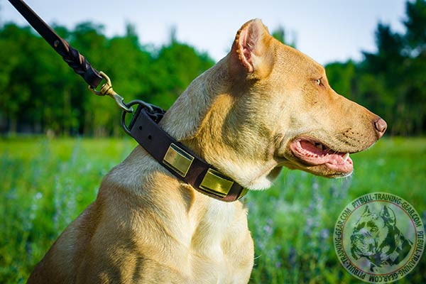 Pitbull leather leash with non-corrosive hardware for any activity