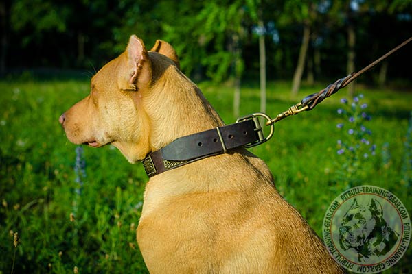 Pitbull leather leash with corrosion resistant brass plated hardware for perfect control