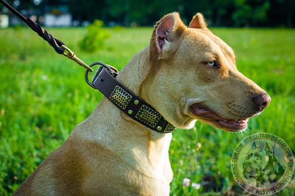 Pitbull leather leash with rust-proof hardware for basic training