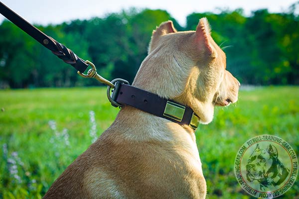 Pitbull leather leash with rust-resistant brass plated hardware for professional use
