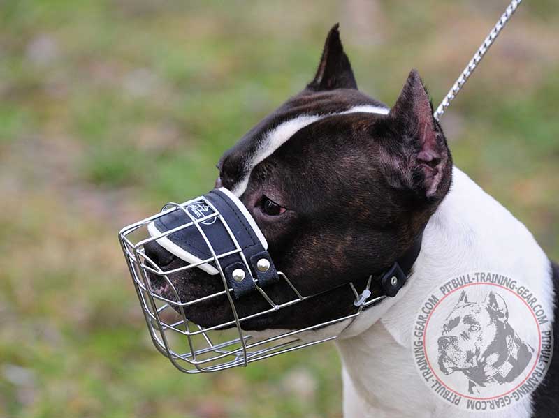 Buy Adjustable Wire Basket Pitbull Muzzle Dog Training Gear