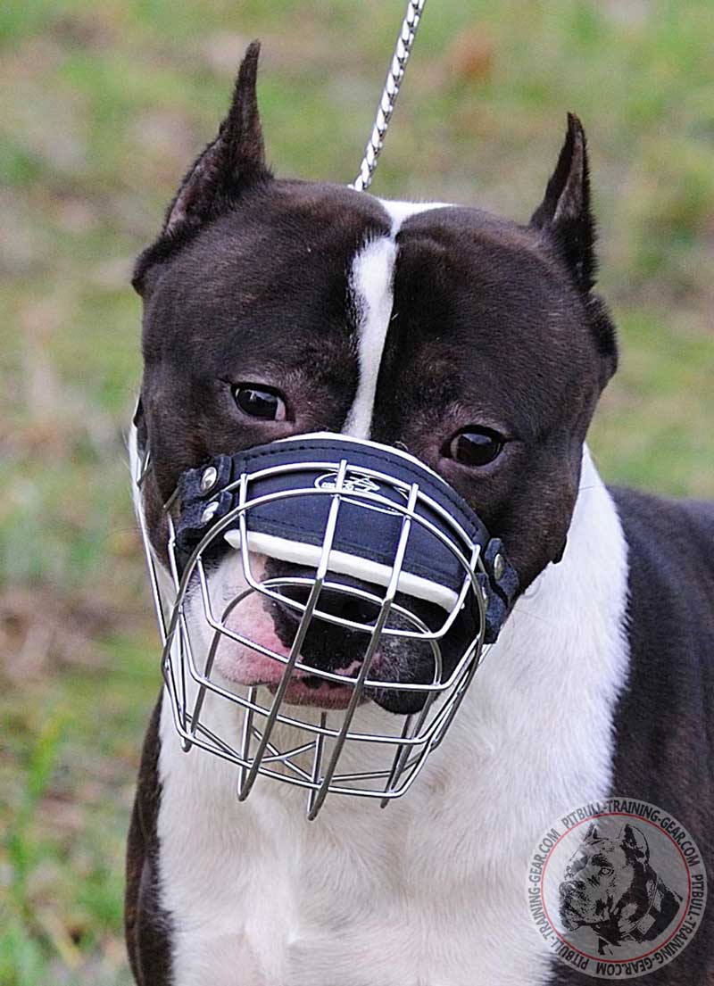 muzzle for pitbull buy adjustable wire basket pitbull muzzle gear muzzle for pitbull buy adjustable wire basket pitbull muzzle gear