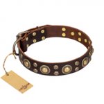 'Flower Melody' FDT Artisan Brown Leather Pitbull Collar with Mixed Studs