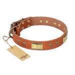 "Enchanting Spectacle" FDT Artisan Tan Leather Pitbull Collar with Old Bronze Look Plates and Round Studs