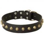 Wide Leather Pitbull Collar with Exclusive Decoration