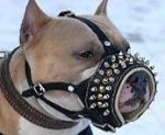 Anti-Barking Padded Leather Pitbull Muzzle with Studs and Spikes