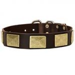 Fashion Leather Dog Collar for Pitbull with Large Brass Plates