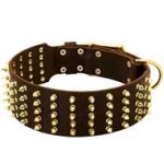 Wide Leather Pitbull Collar with Brass Spikes for Stylish Walking