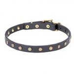 'Stars' Decorated Leather Pitbull Collar with Brass Studs - 4/5 inch (20 mm) wide