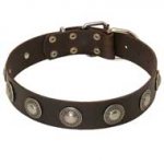 Original Wide Leather Pit Bull Collar With Silver Color Conchos