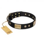 "Antique Gloss" FDT Artisan Black Leather Pitbull Collar with Bronze-like Plates and Small Studs