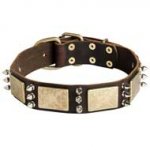 Designer Leather Pitbull Collar with Massive Brass Plates and Nickel Spikes