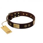 "Bow-Wow Effect" FDT Artisan Brown Leather Pitbull Collar with Plates and Ornate Studs