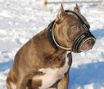 Soft Nappa Padded Leather Dog Muzzle for Pitbull Terrier