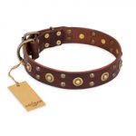 "Caprice of Fashion" FDT Artisan Brown Leather Pitbull Collar with Round Decorations