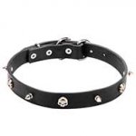 'Pirate' Leather Pitbull Collar with Decorative Skulls and Spikes - 1 inch (25 mm) wide