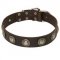 Original Wide Leather Pit Bull Collar With Silver Color Conchos