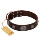 "Flashy Woof" FDT Artisan Brown Leather Pitbull Collar with Chrome Plated Brooches