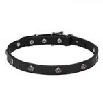 'Sparkling Beauty' Pit Bull Leather Dog Collar with Engraved Studs - 3/4 Inch (20 mm) wide