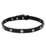 'Sunny Beams' Pit Bull Dog Collar with Beautifully Engraved Studs - 3/4 inch (20 mm) wide