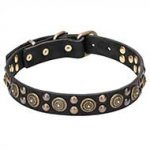"Boho Style" Pit Bull Dog Collar with Rich Adornment - 1 1/4 inch (30 mm) wide