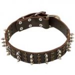 Fashionable Leather Pitbull Collar with Brass Studs and Nickel Spikes