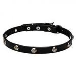 Designer Leather Dog Collar with Studs - 4/5 inch - 20 mm