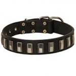 Classy Leather Pitbull Collar with Vertical Nickel Plates