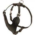 Heavy-Duty Padded Pitbull Harness for Effective Training