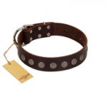 "Starry-Eyed" Best Quality FDT Artisan Brown Designer Leather Pitbull Collar with Small Plates
