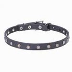 "Stellar" 20 mm Leather Dog Collar with Nickel Plated Stars