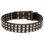 Decorated Leather Pitbull Collar with 3 Rows of Nickel Studs