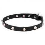 "Beauty & Elegance" Pit Bull Dog Collar with Shiny Cones 3/4 inch (20 mm) wide