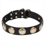 "Hip and Edgy" Pit Bull Leather Dog Collar with Brass Circles - 1 1/2 inch (40 mm) wide