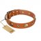 "Visual Magic" FDT Artisan Tan Leather Pitbull Collar for Daily Activities