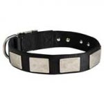 Custom Nylon Dog Collar with Vintage Plates for Pitbulls