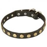 Unique Leather Pitbull Collar With Brass Circles