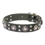 Leather Pitbull Collar with Mixed Nickel Decorations