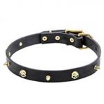 'Rock the Goth' Leather Pitbull Collar with Brass Skulls and Spikes - 1 inch (25 mm) wide