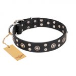"Refined Essence" FDT Artisan Black Leather Pitbull Collar with Silvery Studs