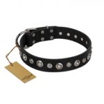 "Genteel Charm" FDT Artisan Black Leather Pitbull Collar with Silver-like Round Conchos
